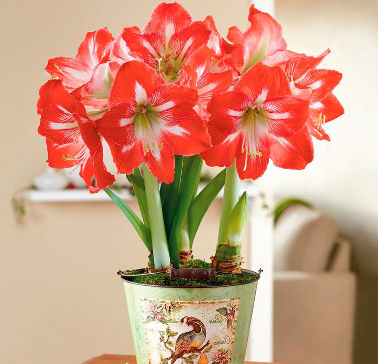 Цветок гиппеаструм — уход в домашних условиях, сорта с фото0