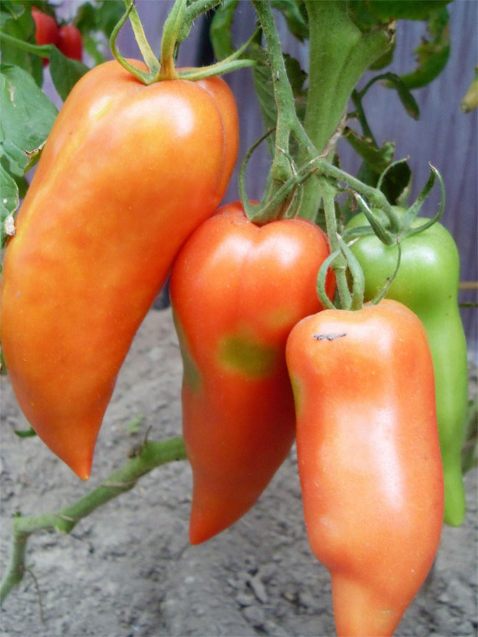 Описание сорта помидор Корнабель: характеристика плодов, куста, урожайность, фото2