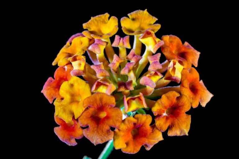 Вербена — фото цветов при посадке на рассаду8
