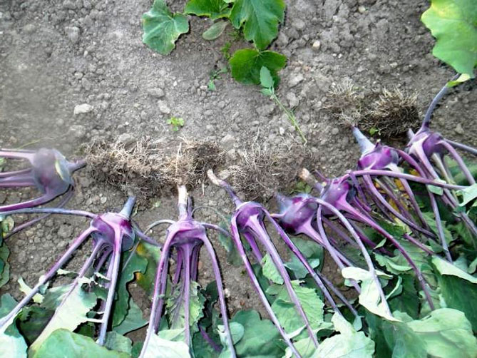 Кольраби выращивание в открытом
