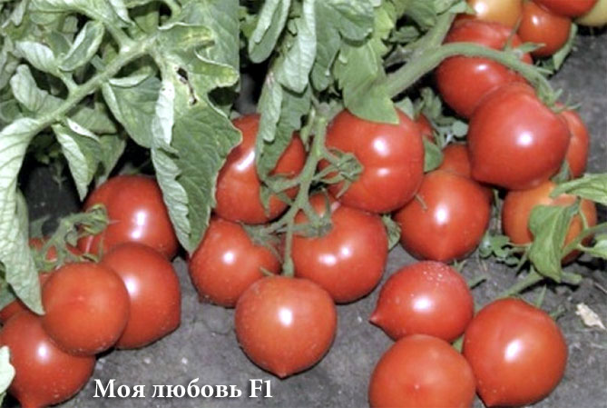 Лучшие сорта томатов на 2019 год, отзывы, фото5