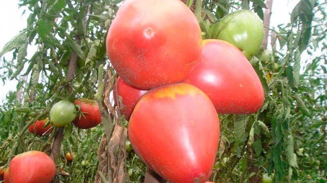 Помидор Корасон де Вака: разнообразие салата с красивыми фруктами