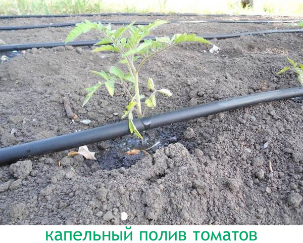 Сорт томатов Чудо земли — характеристика, описание плодов, отзывы огородников, фото12