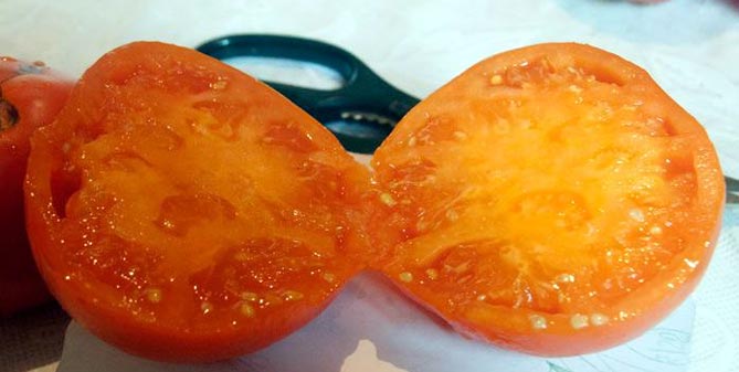 Сорт помидор Хурма — характеристика и описание, отзывы, фото5