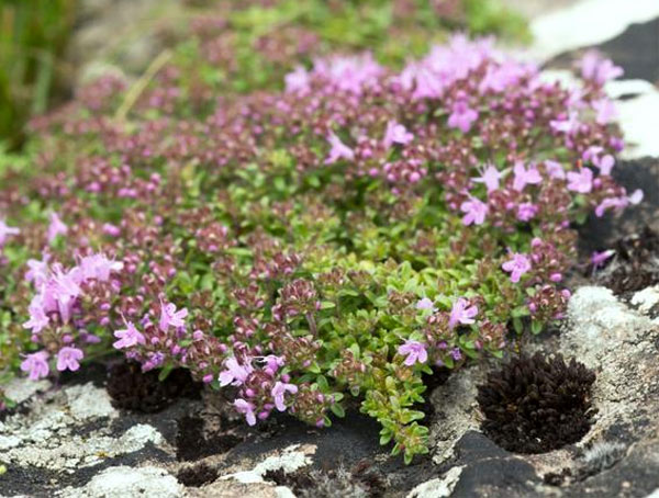 Лучшие растения для альпийской горки – цветы, многолетники, хвойные68
