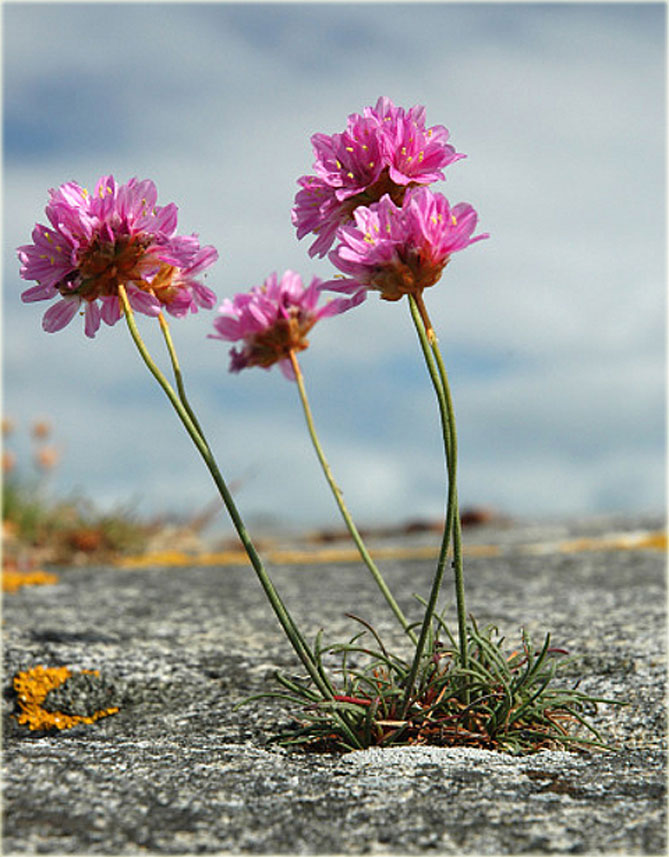 Цветок армерия приморская – посадка и уход, размножение, сорта с описанием и фото7