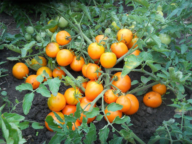 Прищипка и прищипка помидоров в теплице пошагово — схема, фото15