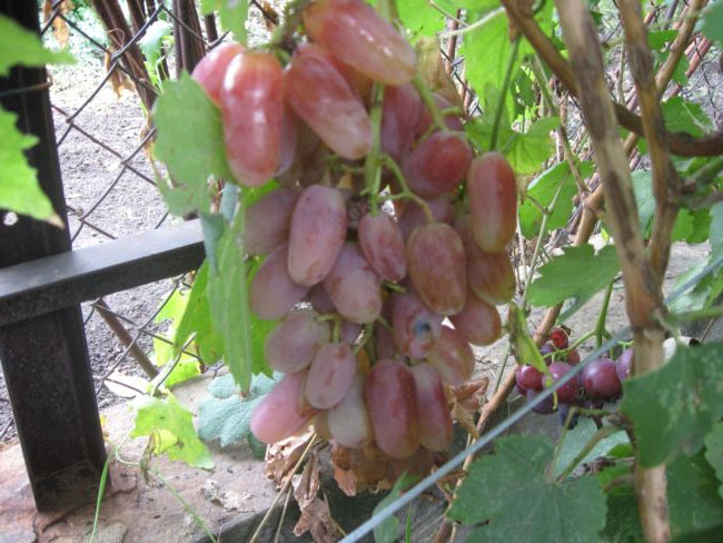 Сорт винограда Преображение — фото и характеристики, морозостойкость, отзывы2