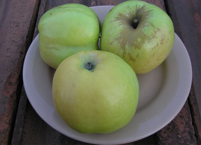 Сорт яблони Антоновка обыкновенная — описание, морозостойкость, фото, отзывы4