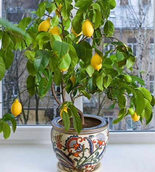 Как вырастить лимон дома: уход, обрезка, прививка2