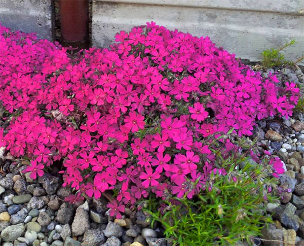 Лучшие растения для альпийской горки – цветущие, многолетние, хвойные18
