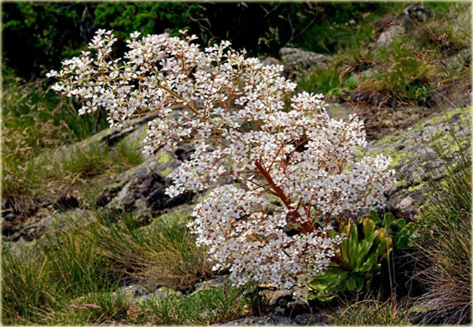 Цветок камнеломка – посадка и уход в открытом грунте, описание сортов, фото42