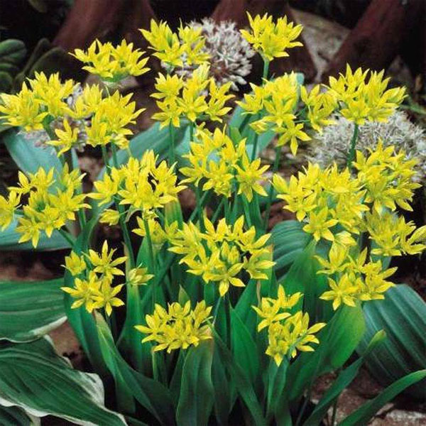 Лучшие растения для альпийской горки – цветы, многолетники, хвойные69