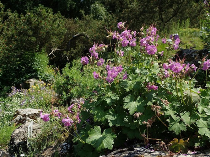 Садовая многолетняя герань: посадка и уход в открытом грунте, сорта с фото45