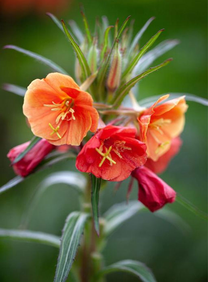 Многолетний цветок энотера: посадка и уход, фото сортов и видов с описанием36