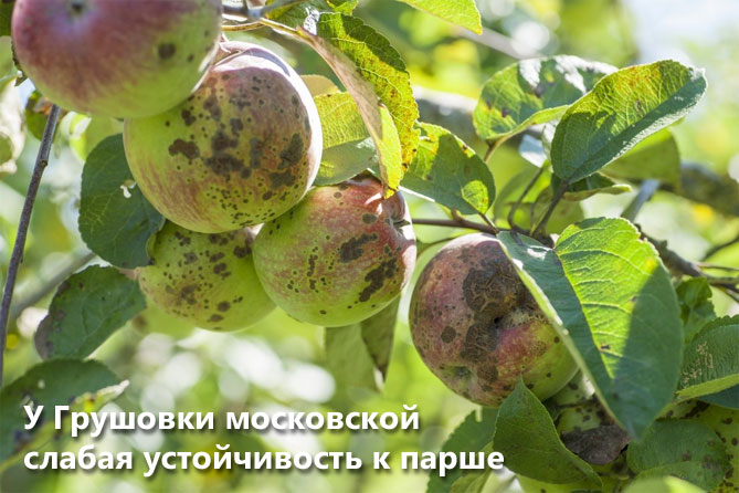 Описание сорта яблони Грушовка Московская: урожайность, морозостойкость, засухоустойчивость5
