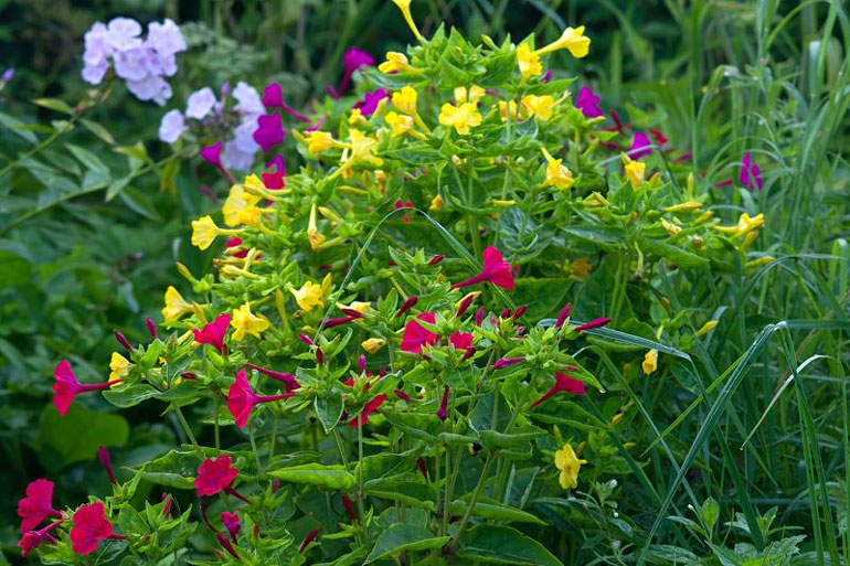 Цветы мирабилис (ночная красавица) – посадка и уход, фото1