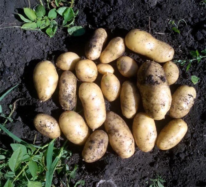 Сорт картофеля Королева Анна — описание, отзывы, фото4