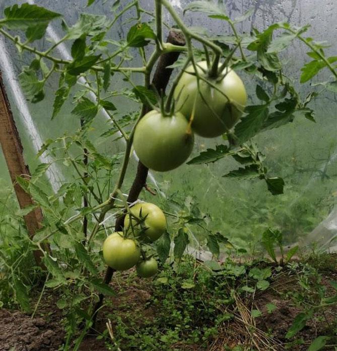 Описание сорта помидор Уайт Филлер — урожайность, другие характеристики, отзывы, фото1