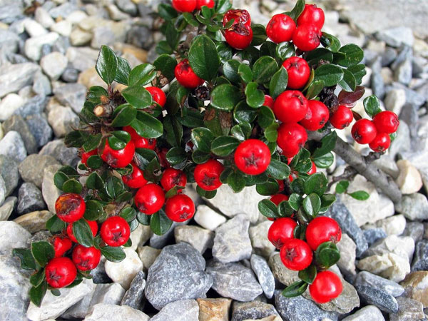 Лучшие растения для альпийской горки – цветущие, многолетние, хвойные39