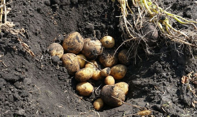 Сорт раннего картофеля Винета - описание, характеристика и отзывы, агротехника9