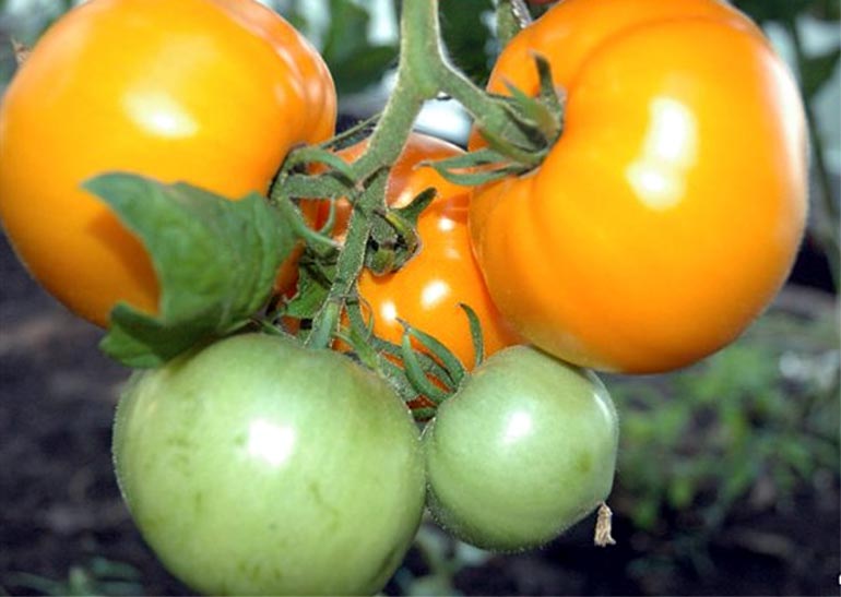 Сорт помидор Хурма — характеристика и описание, отзывы, фото0