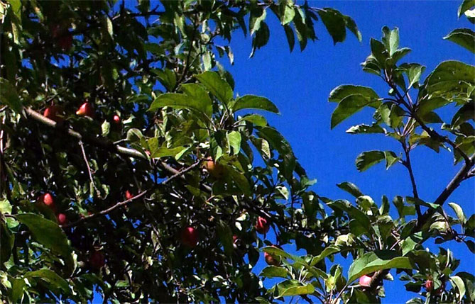 Описание сорта яблони Орлик, отзывы садоводов, фото2