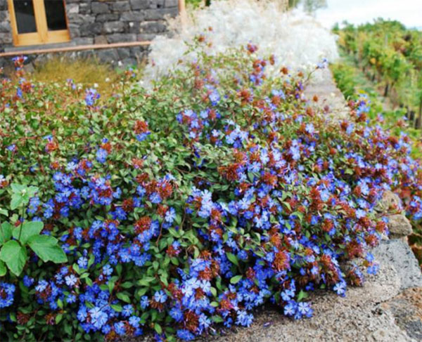 Лучшие растения для альпийской горки – цветущие, многолетние, хвойные89
