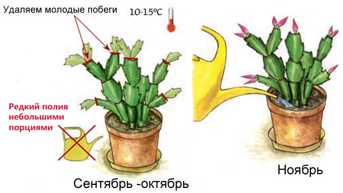 Комнатный цветок Шлюмбергера (декабрист) – уход в домашних условиях, пересадка, фото16