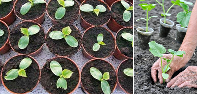 Технология выращивания огурцов в открытом грунте: посев и высадка на рассаду, удобрения, полив20