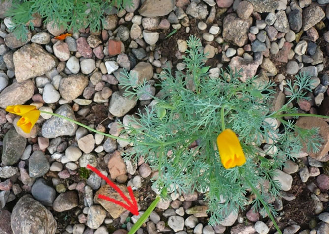 Эшшольция – посадка и уход, выращивание из семян, когда сажать36