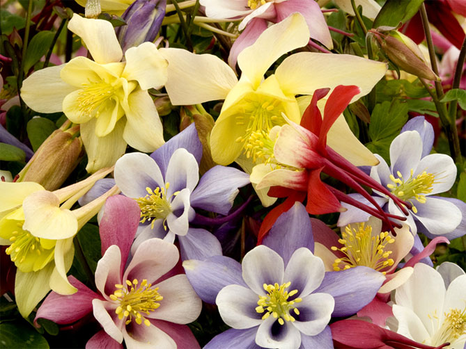 Цветок аквилегия – посадка семенами, уход в открытом грунте, фото сортов28