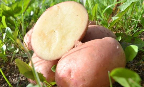 Ультраранний и ранний картофель: сорта с фото и описанием, отзывы23
