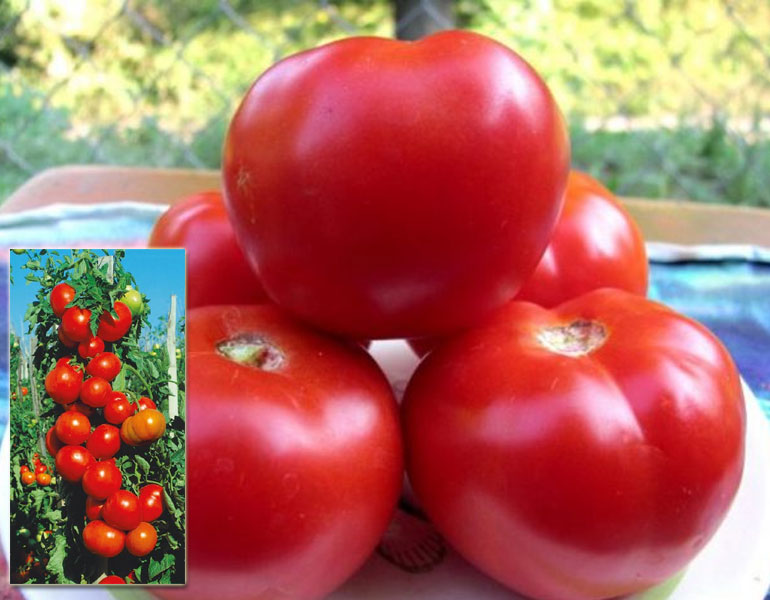 Характеристики томата Спасская Башня f1 — фото, отзывы, урожайность0