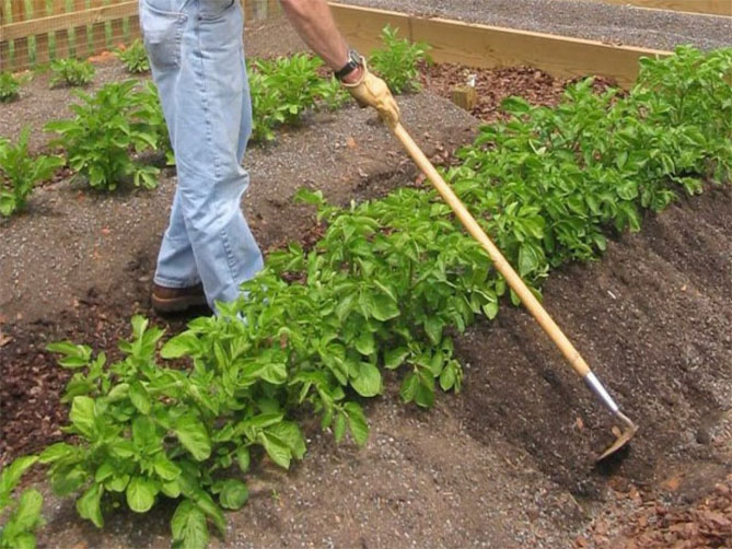 Сорт картофеля Росара — характеристика и описание, отзывы огородников8
