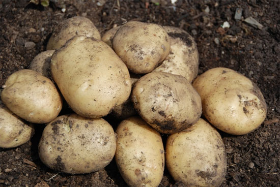 Ультраранний и ранний картофель: сорта с фото и описанием, отзывы18