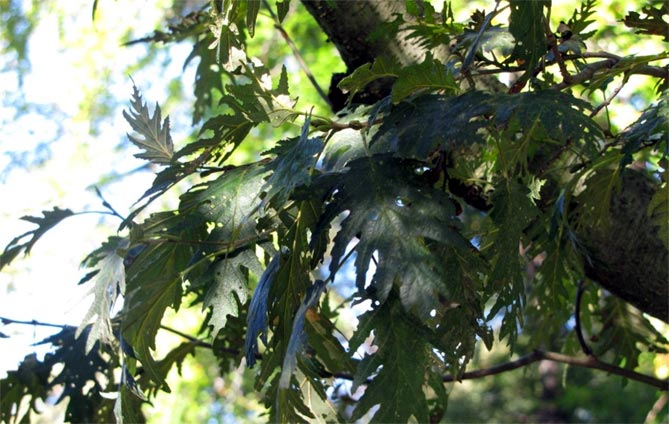 Ольха — описание и фото дерева, листьев, шишек11
