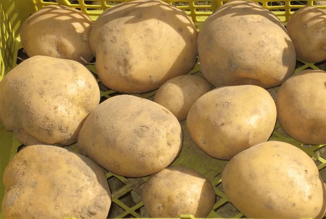 Описание лучших сортов картофеля для средней полосы России: самые урожайные и вкусные19
