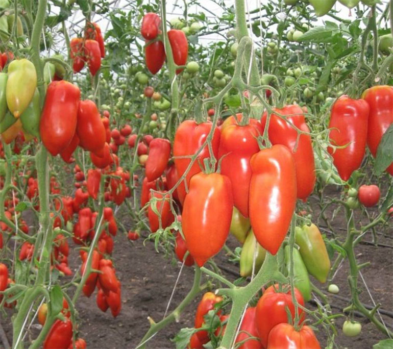 Описание сорта помидор Корнабель: характеристика плода, куста, урожайность, фото