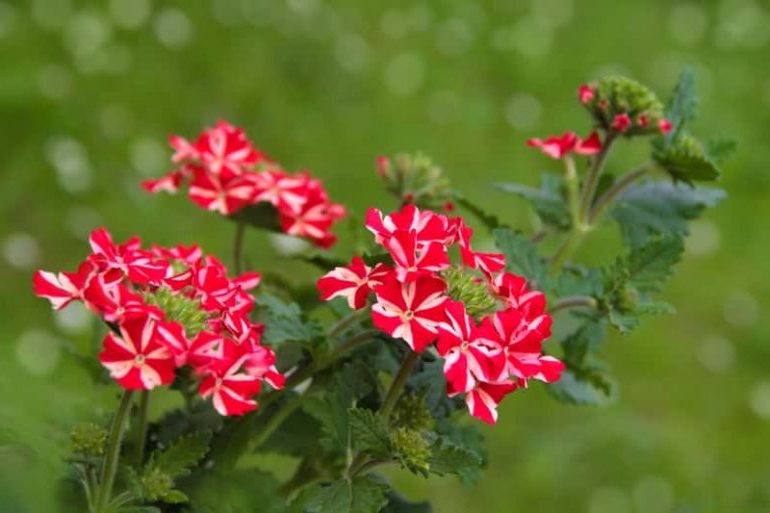 Вербена — фото цветов при посадке на рассаду4