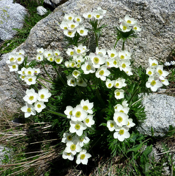 Лучшие растения для альпийской горки – цветы, многолетники, хвойные77
