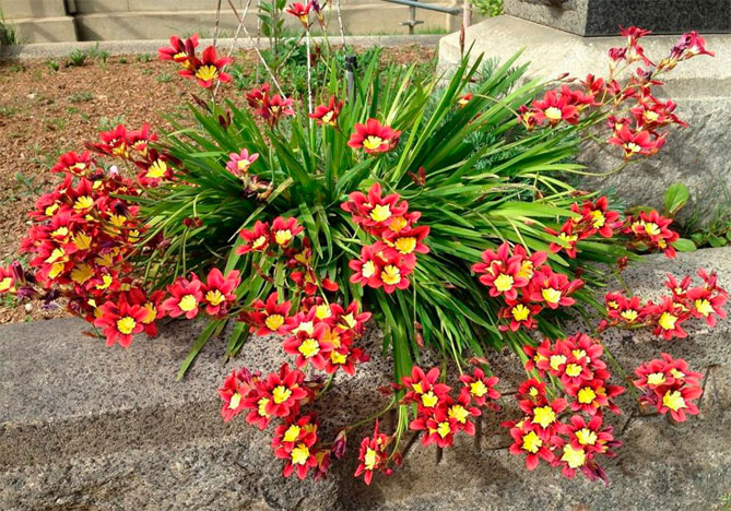 Цветы спараксиса: посадка, выращивание и уход в открытом грунте, фото в саду, сорта16