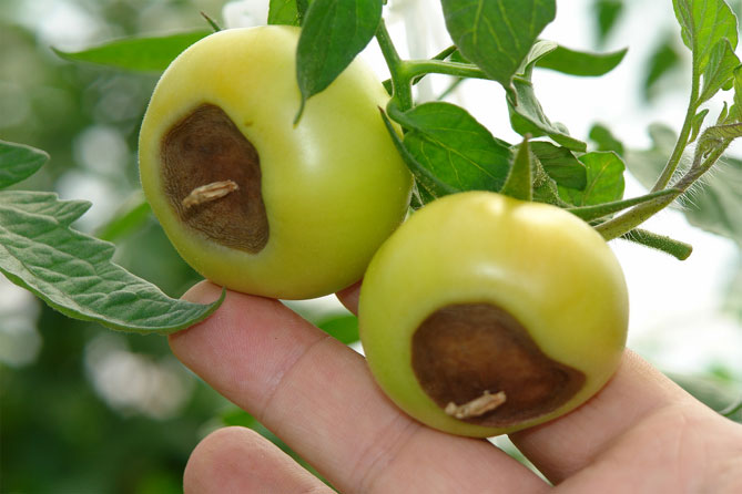 Что делать, если у томатов (помидоров) скручиваются листья в теплице и в земле6