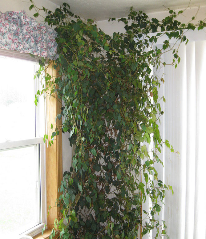 Березка комнатное растение фото уход в домашних