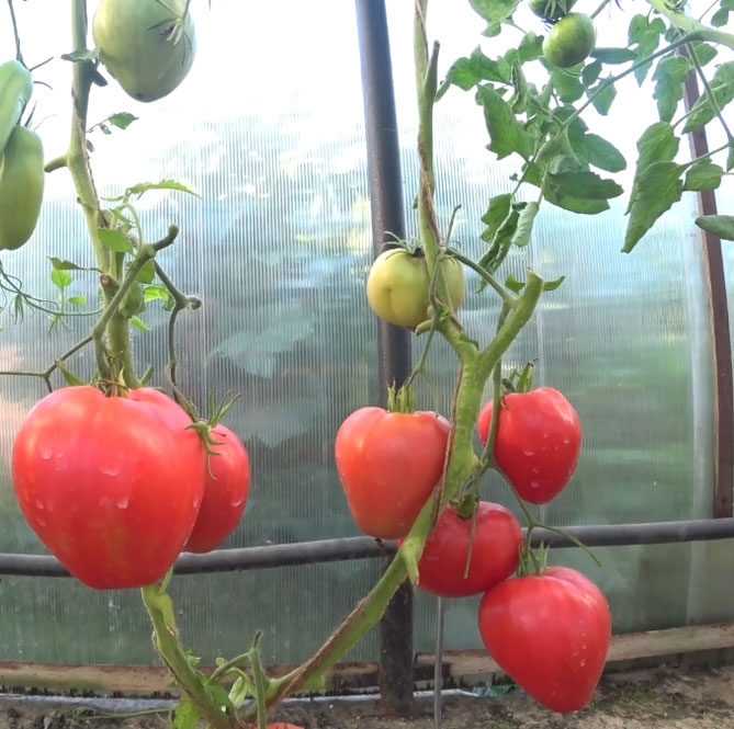 Сорт помидор Мазарини - характеристика и описание, фото, отзывы1