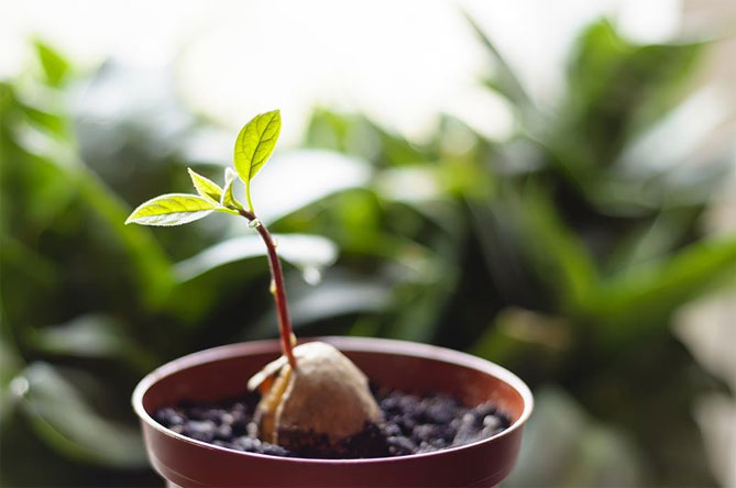 Как вырастить авокадо из косточки в домашних условиях: как прорастить, повышая температуру10