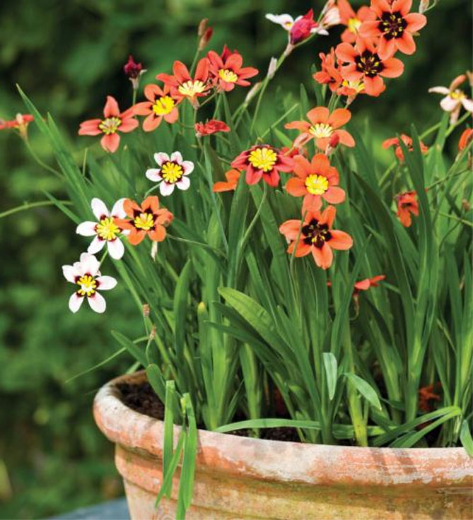Цветы спараксиса: посадка, выращивание и уход в открытом грунте, фото в саду, сорта28