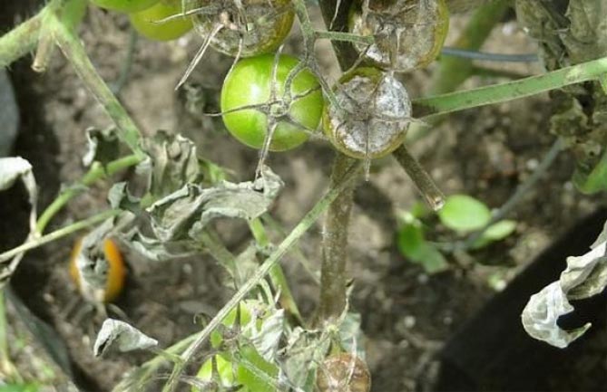Чем обработать помидоры от фитофторы: народные средства и химикаты, профилактика