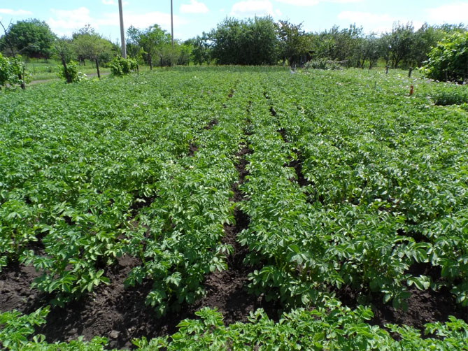Сорт картофеля Росара — характеристика и описание, отзывы огородников4