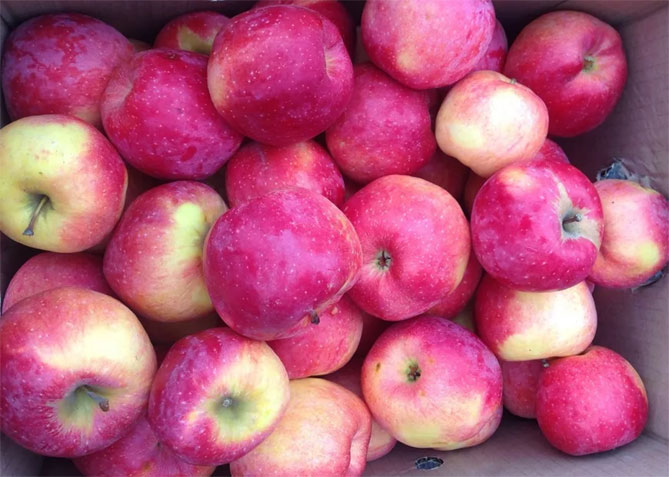Описание сорта яблок Флорина: урожайность, характеристики яблок, фото, отзывы8